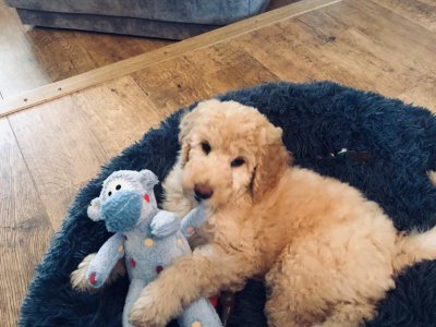 Pup with teddy