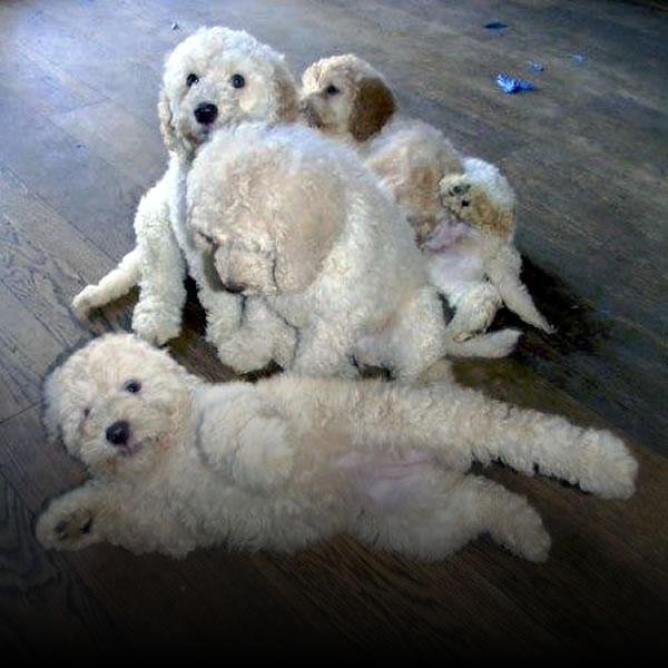 Labradoodle Puppies