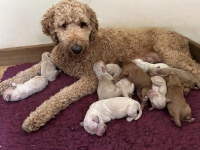 Coco with Pups